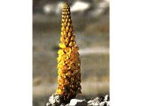 A Broom-rape (Cynomorium cocineum) lives parasitically on the broom shrub and gives it handsome yellow flowers. Elijah sat under s broom bush when he ran from Queen Jezebel in 1Kings 19:4-5.